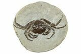 Fossil Crab (Pulalius) In Concretion - Washington #240461-1
